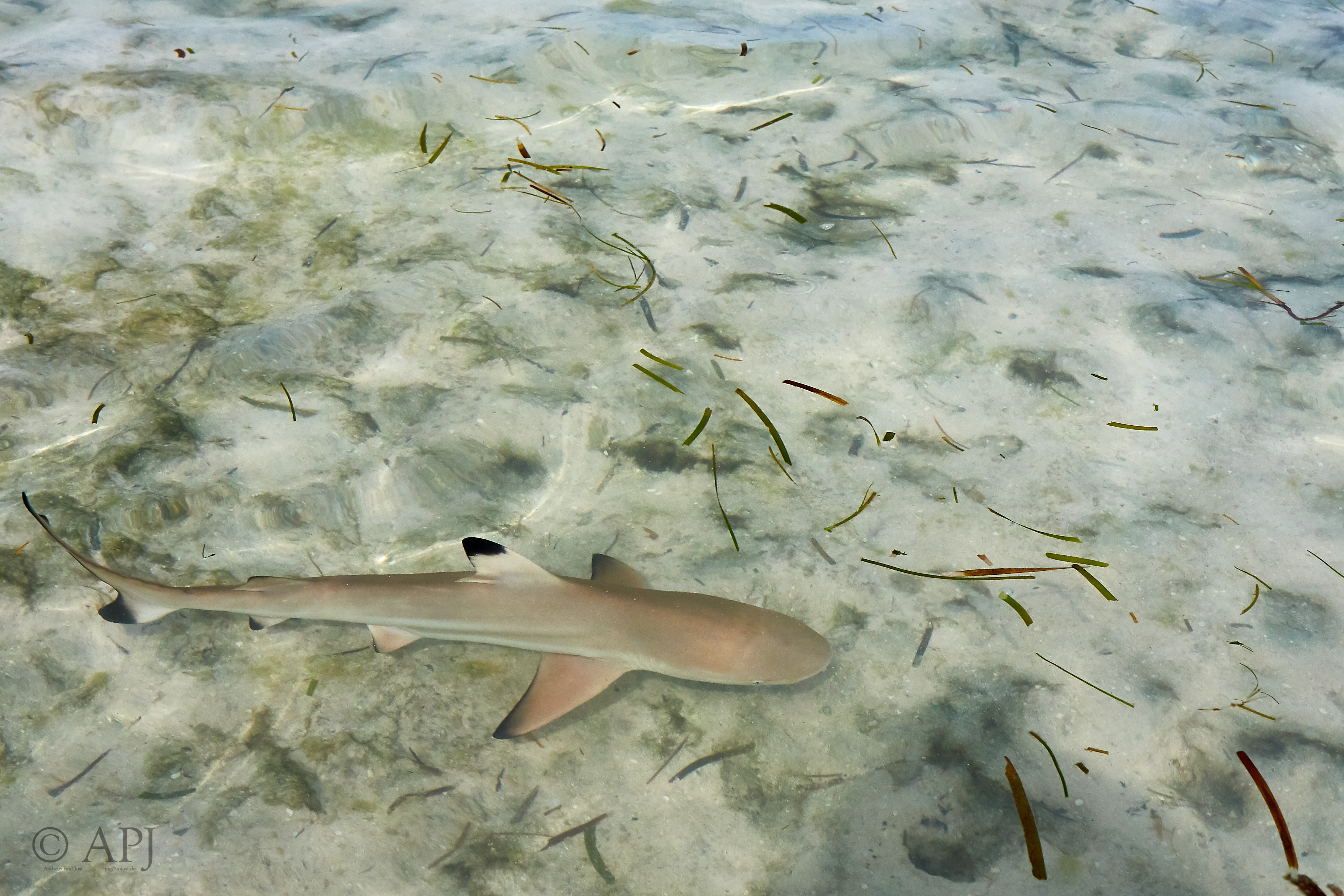 003841 21 08 17  Canon EOS 7D Mark II   Malediven2017